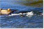 CanadaGeese_RappahannockRiver_2024Oct_R5C01327