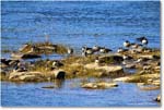 CanadaGeese_RappahannockRiver_2024Oct_R5C01332