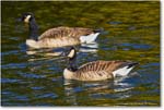 CanadaGeese_RappahannockRiver_2024Oct_R5C01396