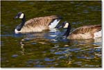 CanadaGeese_RappahannockRiver_2024Oct_R5C01580