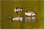 CanadaGeese_RappahannockRiver_2024Oct_R5C01673