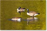 CanadaGeese_RappahannockRiver_2024Oct_R5C01674