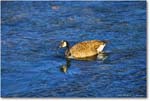 CanadaGoose_RappahannockRiver_2024Oct_R5C01361