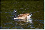 CanadaGoose_RappahannockRiver_2024Oct_R5C01371