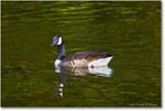 CanadaGoose_RappahannockRiver_2024Oct_R5C01401