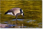 CanadaGoose_RappahannockRiver_2024Oct_R5C01410