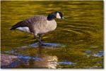 CanadaGoose_RappahannockRiver_2024Oct_R5C01412