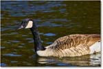 CanadaGoose_RappahannockRiver_2024Oct_R5C01415