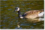 CanadaGoose_RappahannockRiver_2024Oct_R5C01433