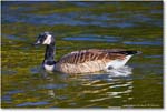 CanadaGoose_RappahannockRiver_2024Oct_R5C01475