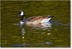 CanadaGoose_RappahannockRiver_2024Oct_R5C01479