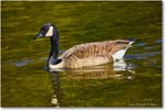 CanadaGoose_RappahannockRiver_2024Oct_R5C01499