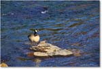 CanadaGoose_RappahannockRiver_2024Oct_R5C01593