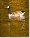 CanadaGoose_RappahannockRiver_2024Oct_R5C01676