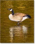 CanadaGoose_RappahannockRiver_2024Oct_R5C01679