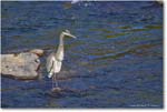 GreatBlueHeron_RappahannockRiver_2024Oct_R5C01663