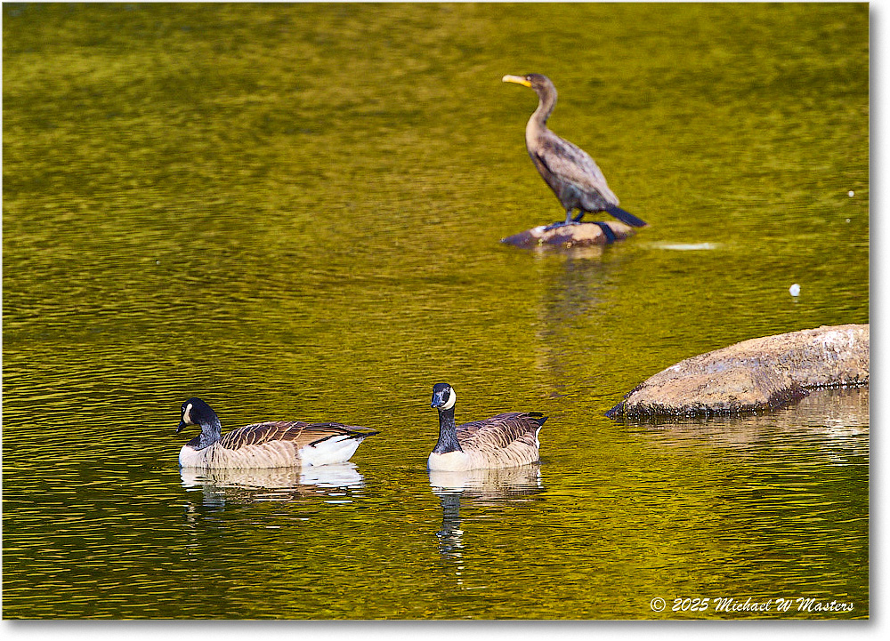 CanadaGoose&Cormorant_Rappahannock_2025Oct_R5D02350 copy