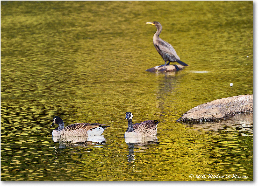 CanadaGoose&Cormorant_Rappahannock_2025Oct_R5D02350