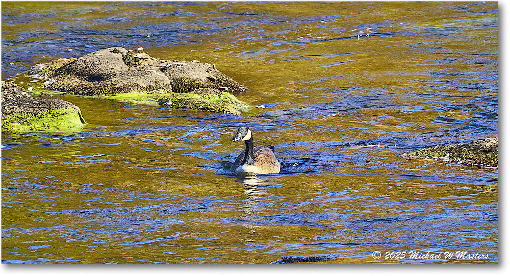 CanadaGoose_Rappahannock_2025Oct_R50_9866