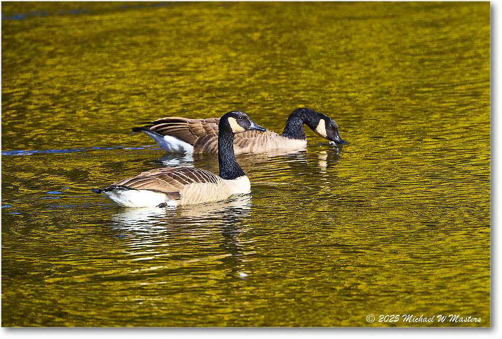 CanadaGoose_Rappahannock_2025Oct_R5D02370