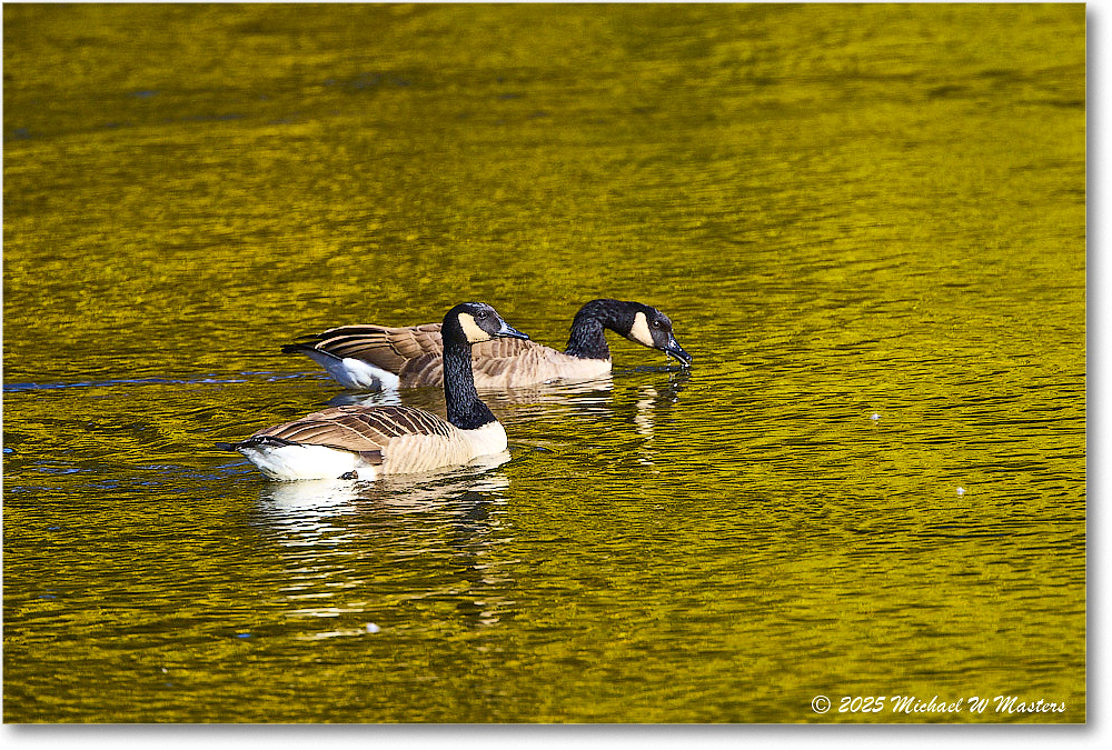 CanadaGoose_Rappahannock_2025Oct_R5D02371 copy