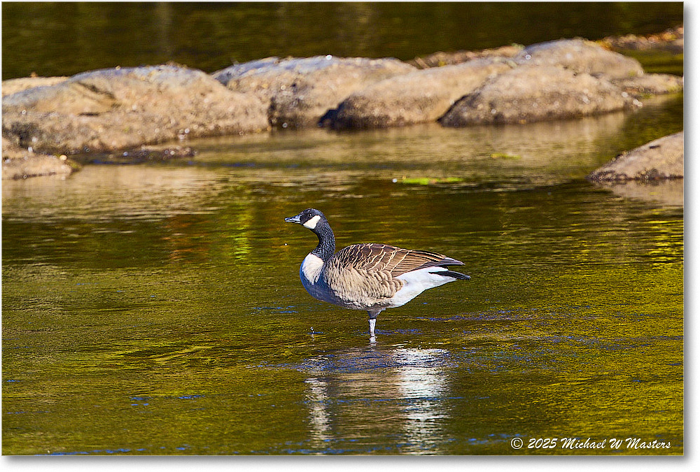 CanadaGoose_Rappahannock_2025Oct_R5D02374 copy