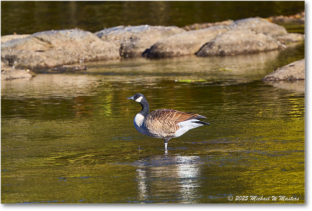 CanadaGoose_Rappahannock_2025Oct_R5D02374