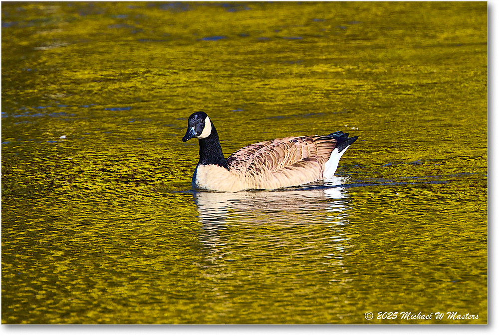 CanadaGoose_Rappahannock_2025Oct_R5D02385