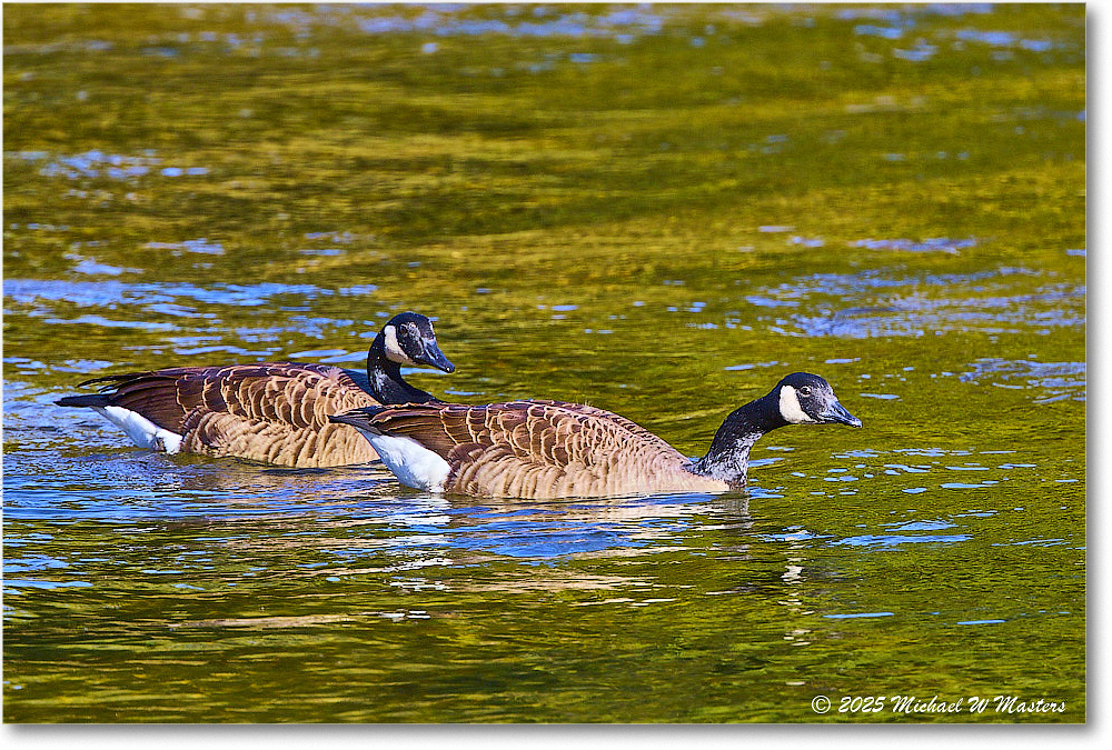 CanadaGoose_Rappahannock_2025Oct_R5D02390 copy