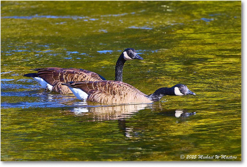 CanadaGoose_Rappahannock_2025Oct_R5D02393 copy