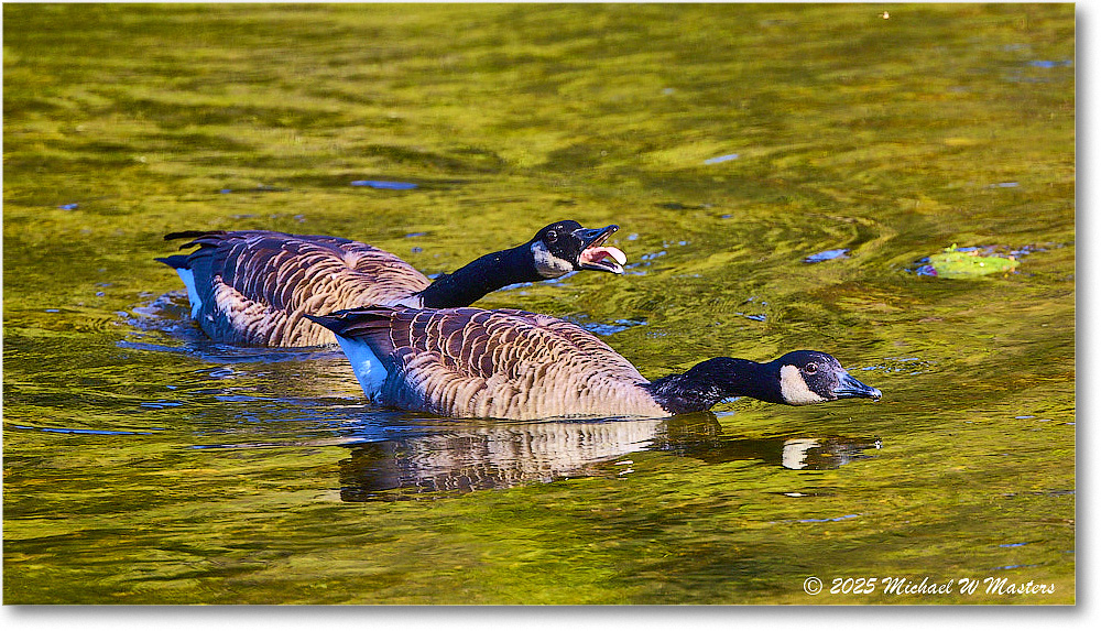 CanadaGoose_Rappahannock_2025Oct_R5D02395 copy