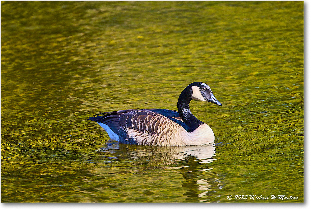 CanadaGoose_Rappahannock_2025Oct_R5D02401 copy