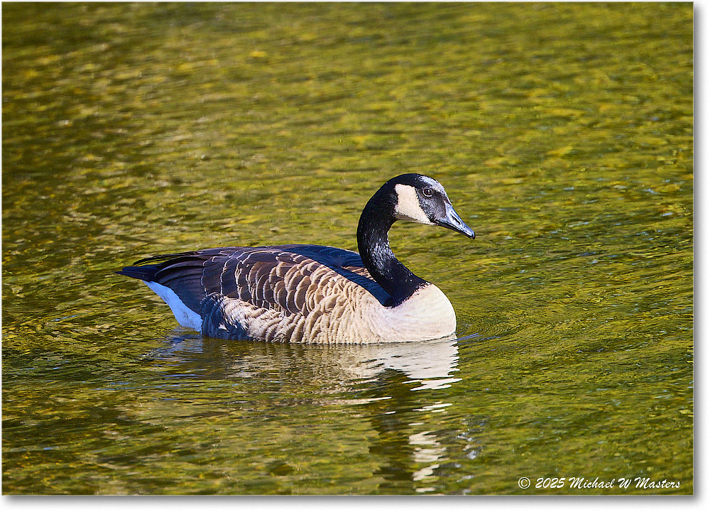 CanadaGoose_Rappahannock_2025Oct_R5D02401