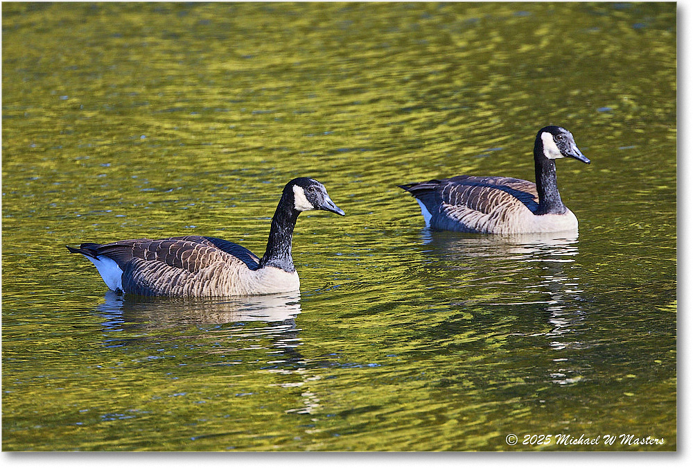 CanadaGoose_Rappahannock_2025Oct_R5D02403