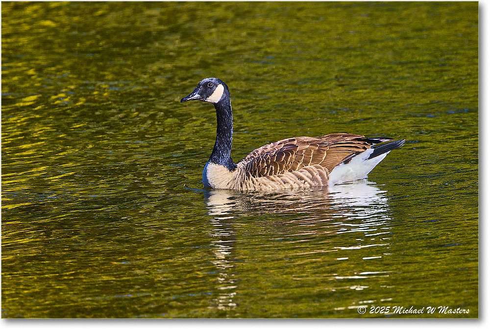 CanadaGoose_Rappahannock_2025Oct_R5D02406 copy