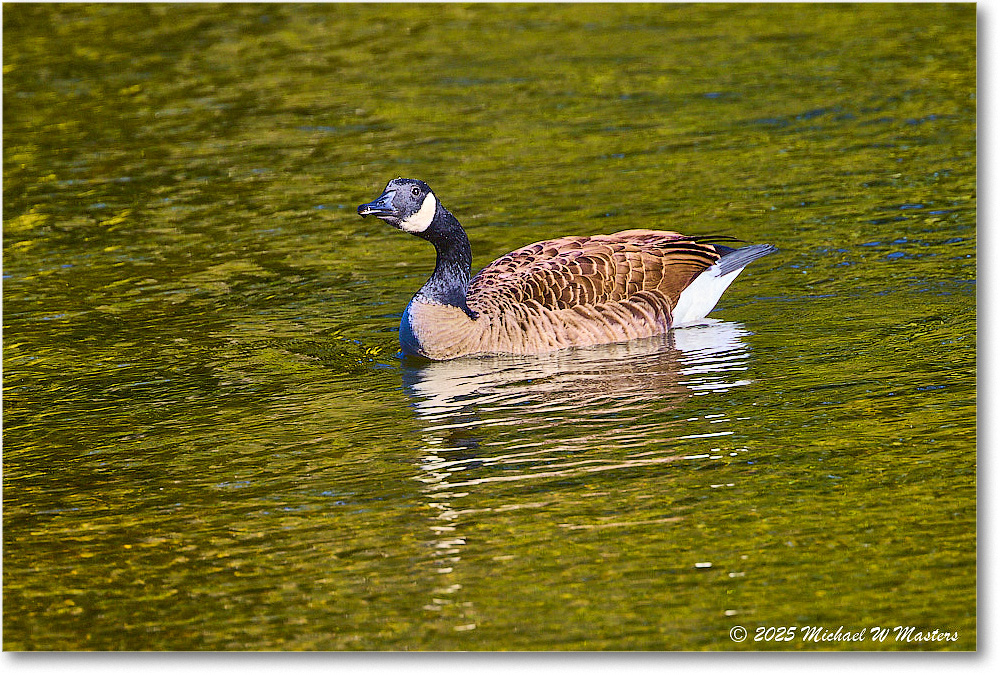 CanadaGoose_Rappahannock_2025Oct_R5D02409 copy