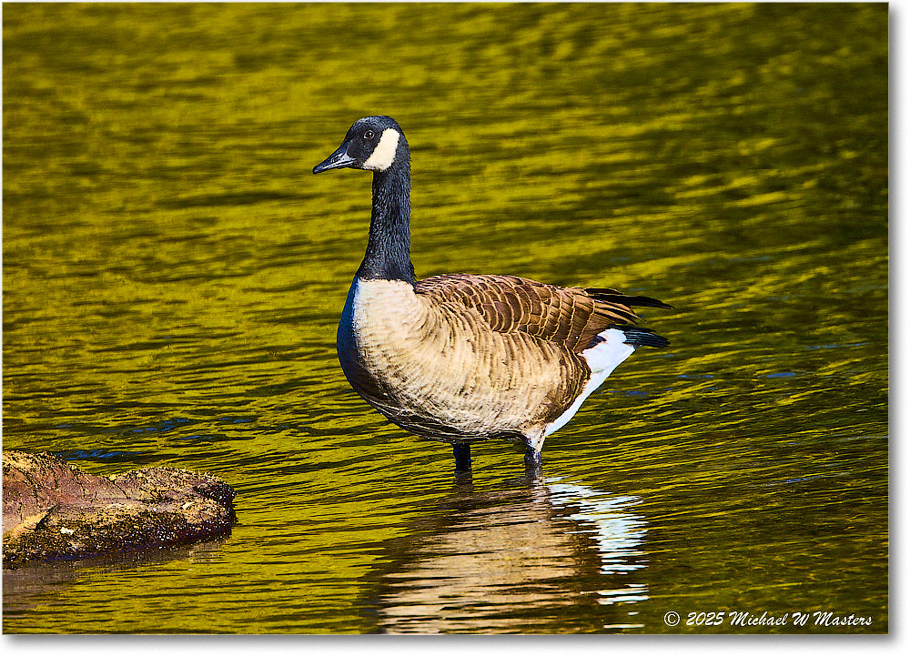 CanadaGoose_Rappahannock_2025Oct_R5D02415 copy