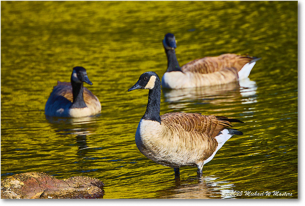CanadaGoose_Rappahannock_2025Oct_R5D02417 copy