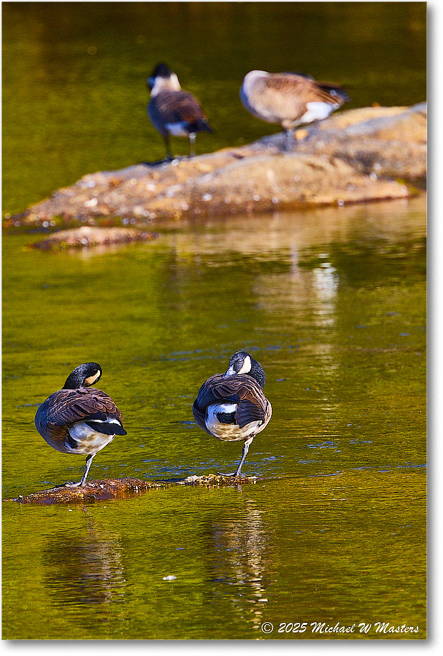 CanadaGoose_Rappahannock_2025Oct_R5D02431 copy