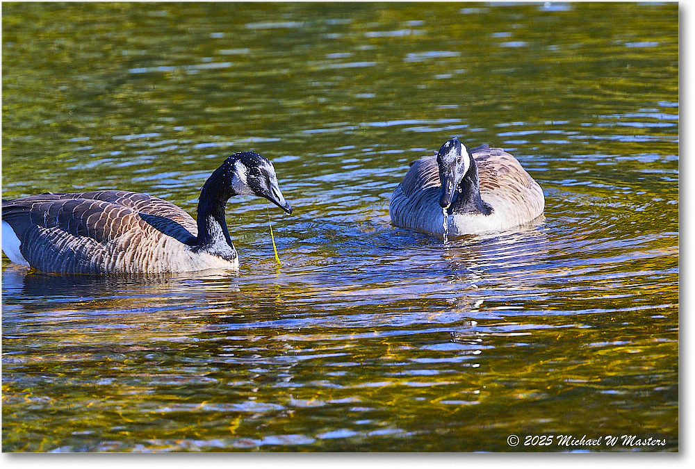 CanadaGoose_Rappahannock_2025Oct_R5D02442