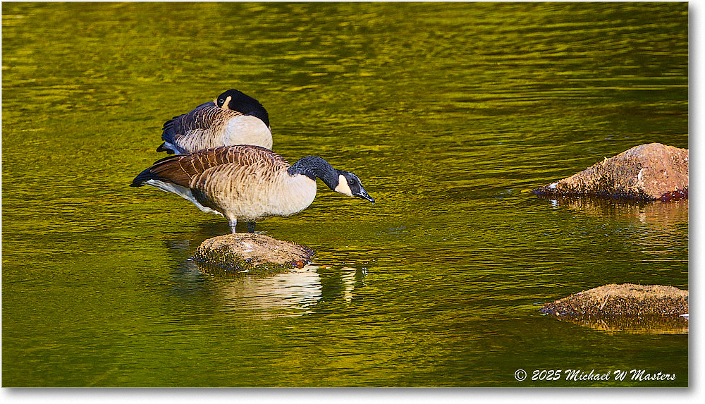 CanadaGoose_Rappahannock_2025Oct_R5D02459 copy