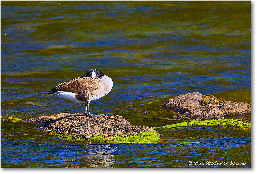CanadaGoose_Rappahannock_2025Oct_R5D02466 copy