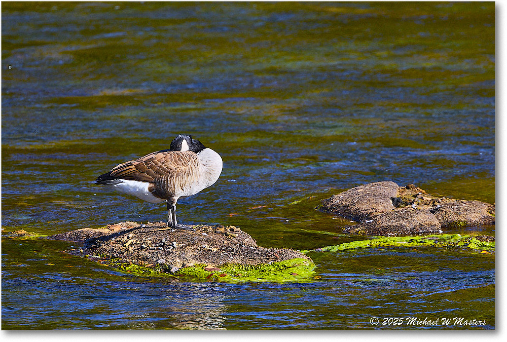 CanadaGoose_Rappahannock_2025Oct_R5D02466