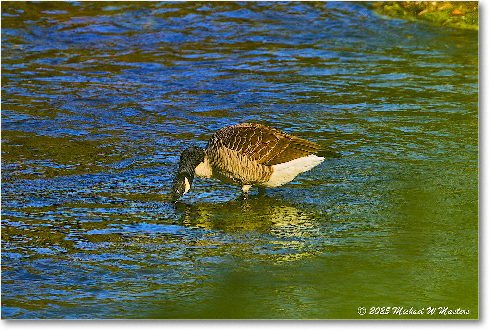 CanadaGoose_Rappahannock_2025Oct_R5D02473 copy