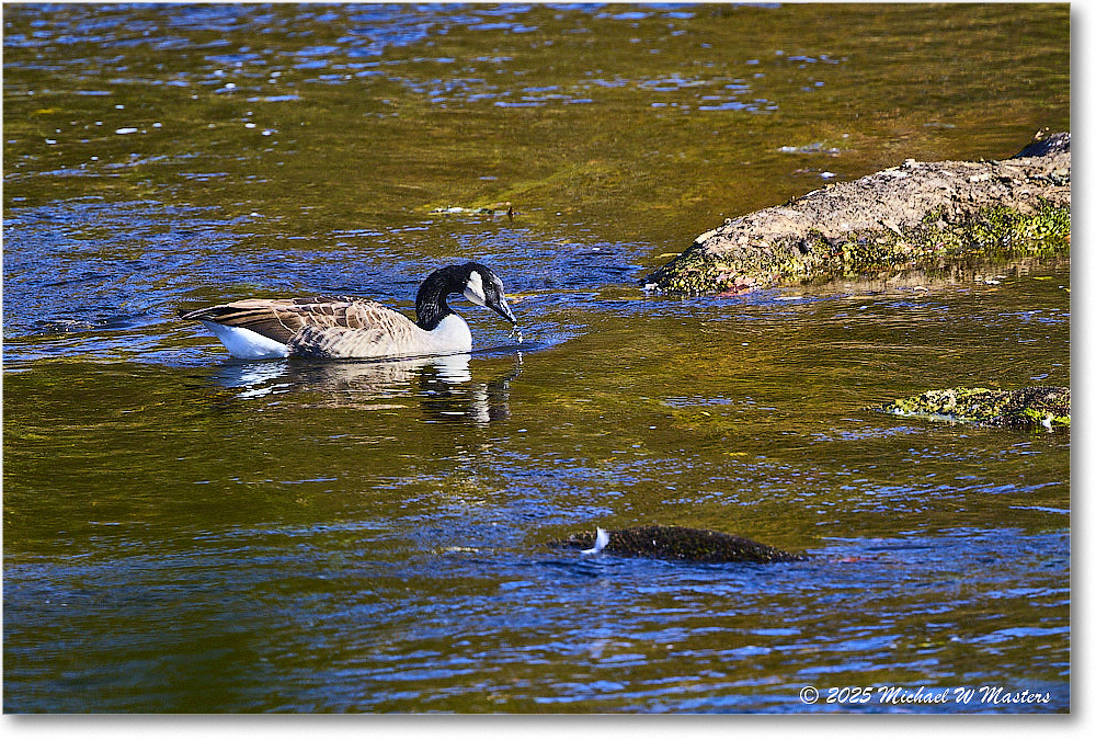 CanadaGoose_Rappahannock_2025Oct_R5D02489