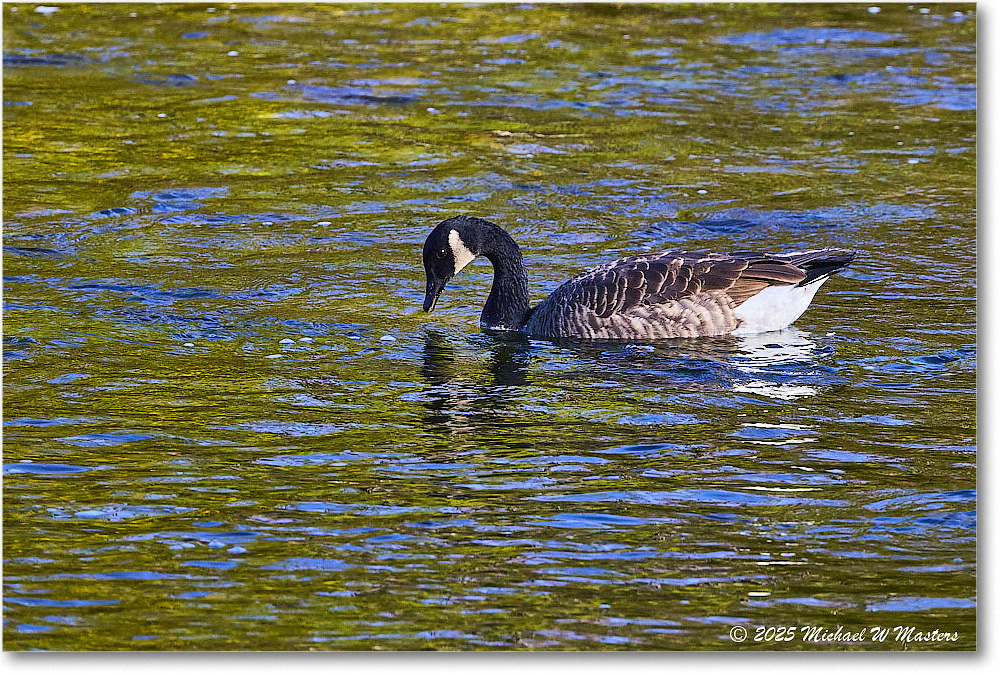 CanadaGoose_Rappahannock_2025Oct_R5D02504