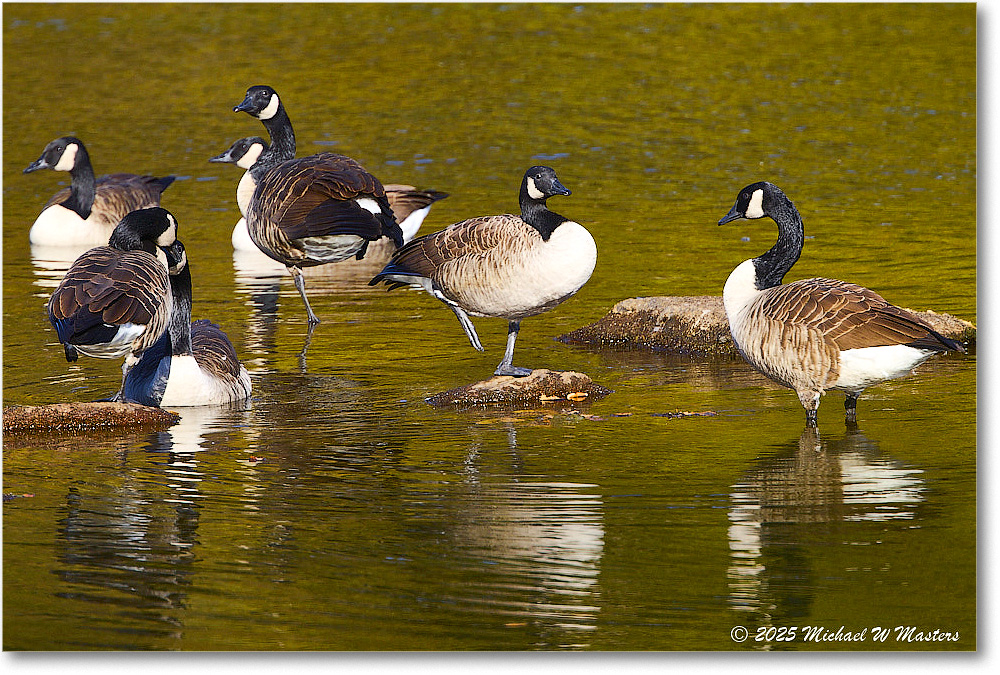 CanadaGoose_Rappahannock_2025Oct_R5D02581
