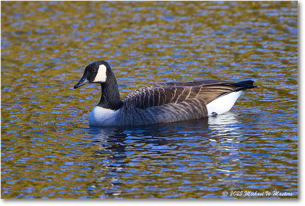 CanadaGoose_Rappahannock_2025Oct_R5D02597
