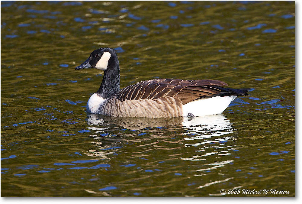 CanadaGoose_Rappahannock_2025Oct_R5D02608