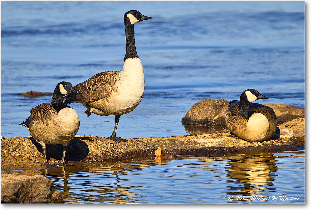 CanadaGoose_Rappahannock_2025Oct_R5D02620